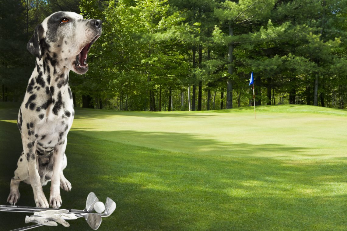honden mee op de golfbaan
