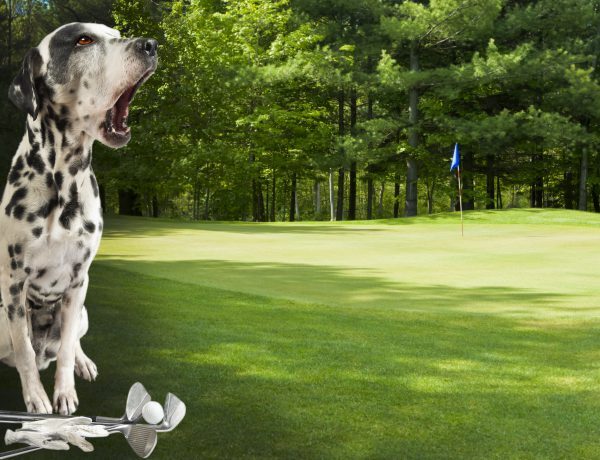 honden mee op de golfbaan